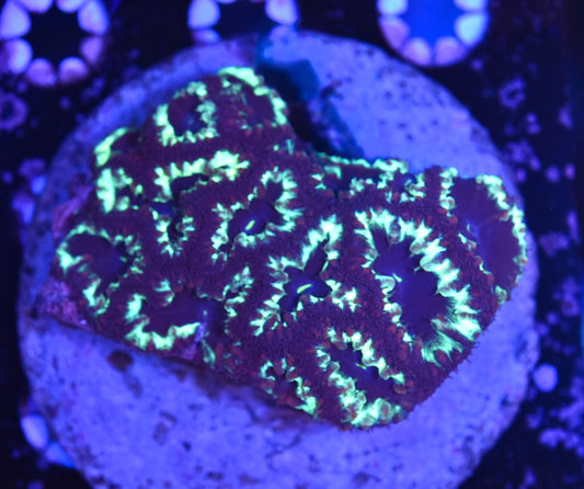 WYSIWYG Black Light Blastomussa Colony 3.5" (CRAZY!)