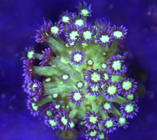 WYSIWYG Medusa Goniopora Colony 3"