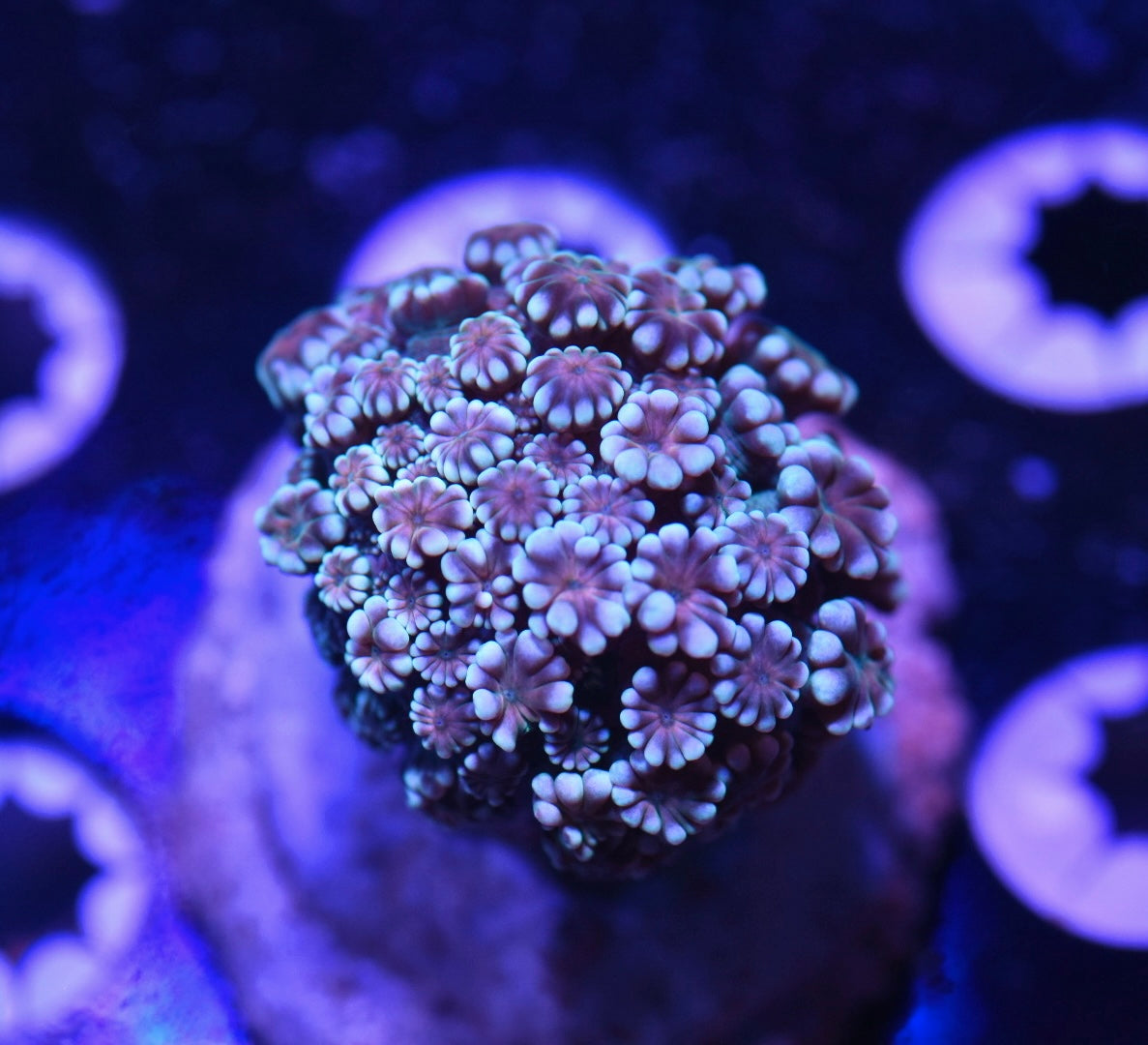 WYSIWYG Unique Rainbow Alveopora 1.5"