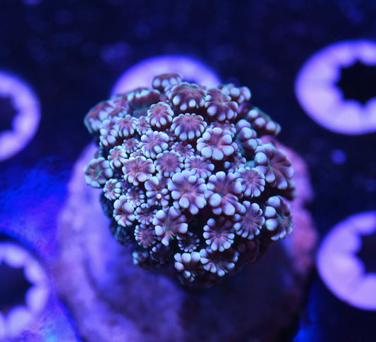 WYSIWYG Unique Rainbow Alveopora 1.5"