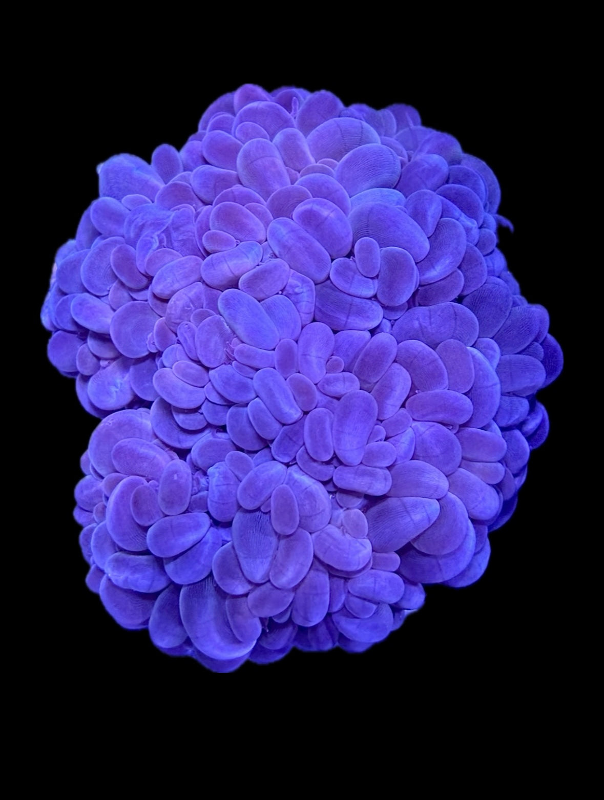 WYSIWYG XXL Bubble Coral Colony