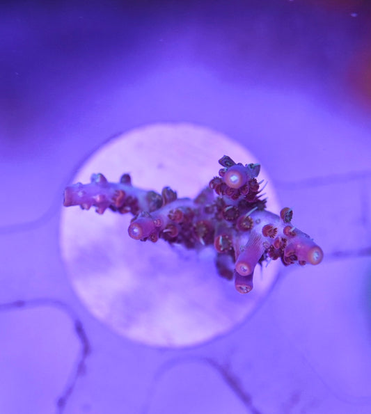 WYSIWYG Princess Peach ACropora 1.5"