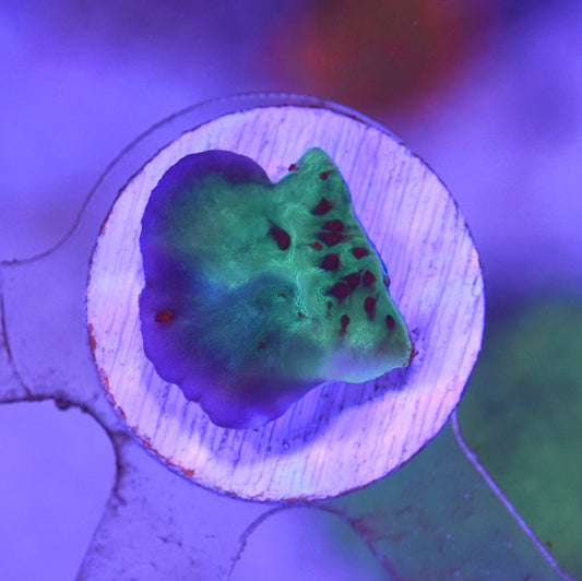 WYSIWYG Mind Trick Montipora 1"