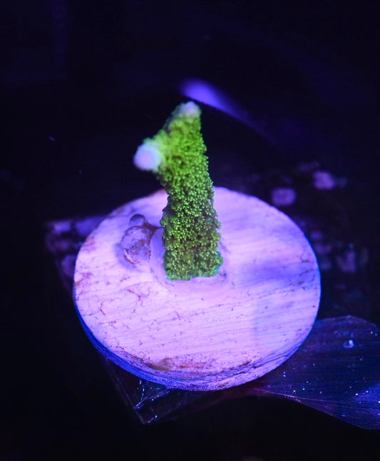 WYSIWYG Green Montipora Digitata 1"