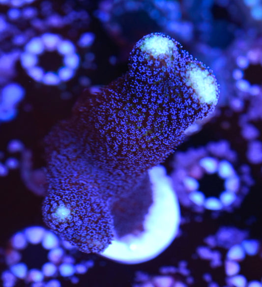 WYSIWYG XL Purple Stylophora 4"