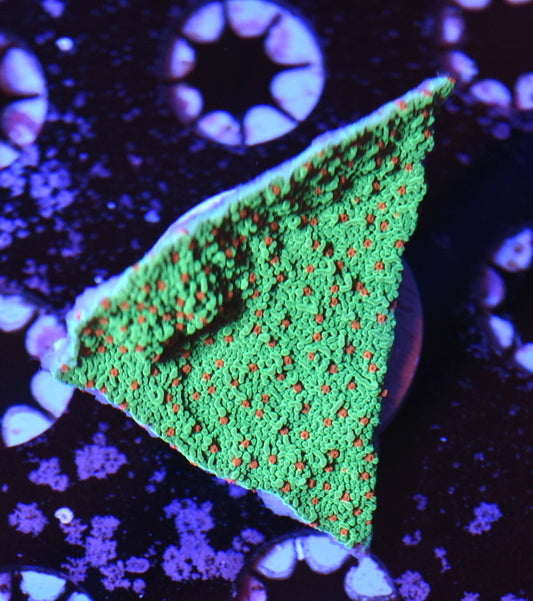 WYSIWYG Seasons Greetings Montipora 2"