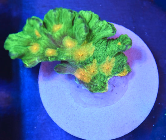 WYSIWYG XXL Space Invader Pectinia Colony 4.5" (WOW!)