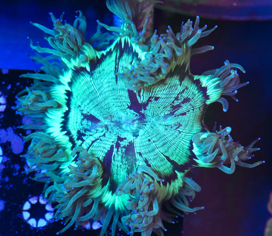 WYSIWYG Highlighter Elegance 4"