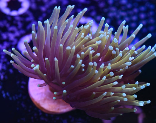 WYSIWYG Dragon Soul Torch (SPLITTING HEAD!)