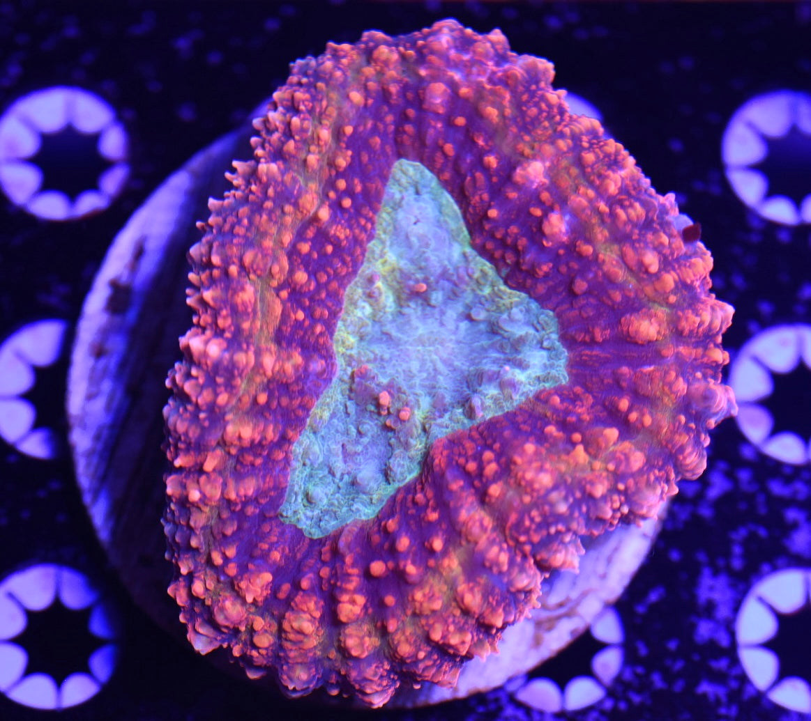 WYSIWYG Incredible Rainbow Lobophyllia 3" (WOW!)
