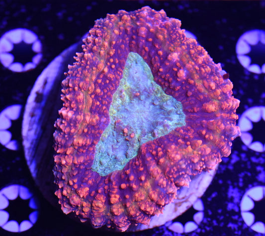 WYSIWYG Incredible Rainbow Lobophyllia 3" (WOW!)