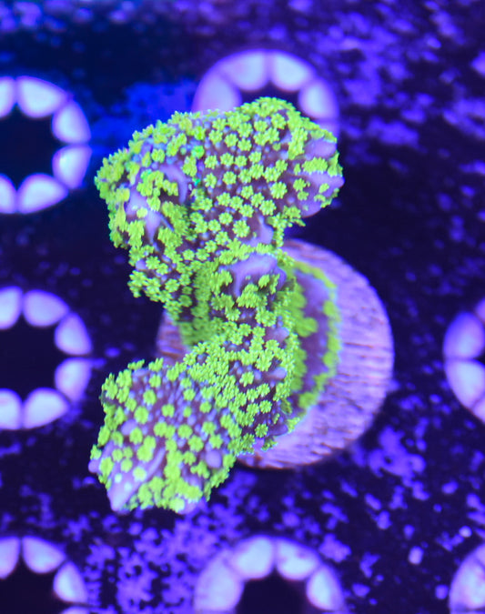 WYSIWYG Tubbs Stellata Montipora 2.5"