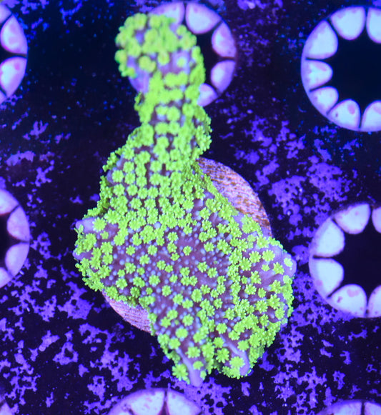 WYSIWYG Tubbs Stellata Montipora 2"