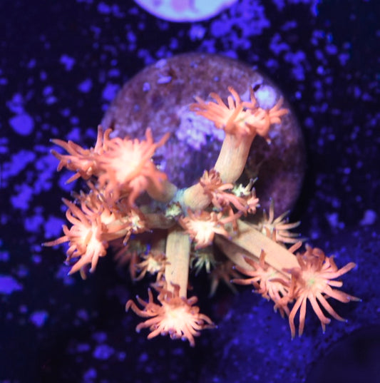 WYSIWYG CK Orgasmic Goniopora 1" (INSANE!)