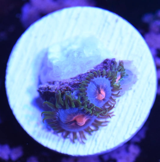 WYSIWYG Miami Vice Zoanthids