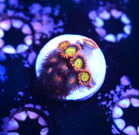 WYSIWYG Zoanthid Combo Frag