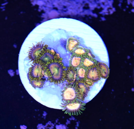 WYSIWYG Zoanthid Combo Frag