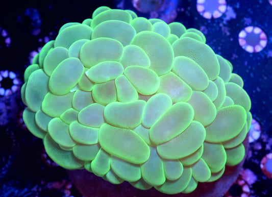 WYSIWYG XXXL Neon Green Bubble 7"+ (HUGE!)