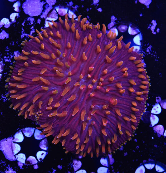 WYSIWYG Rainbow Tip Diaseris Plate 3" (WOW!)