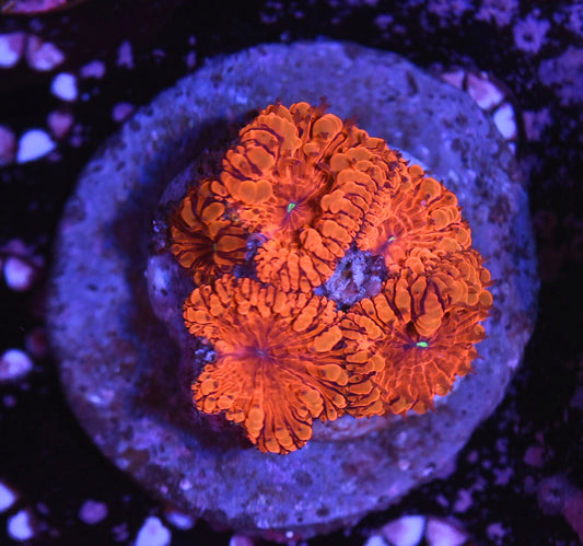 WYSIWYG Solar Flare Blastomussa Colony 3" (BRIGHT!)