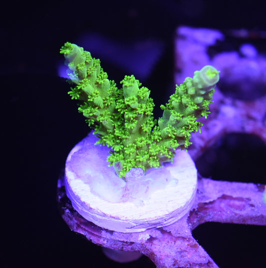 WYSIWYG Bali Green Slimer ACropora 2"