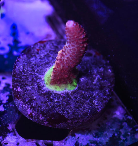 WYSIWYG World Shaper ACropora 2"