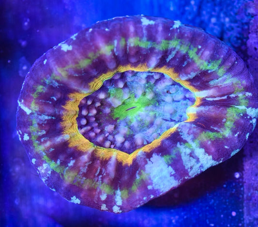 WYSIWYG Yellow Ring Master Scolymia 3" (INSANE!)