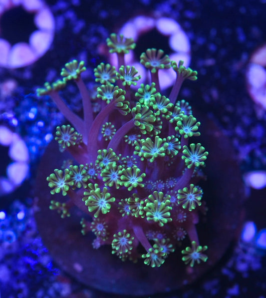 WYSIWYG Green Star Alveopora 2.5"
