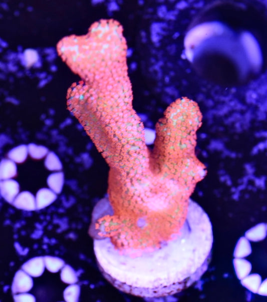 WYSIWYG XL Forest Fire Digitata 3"
