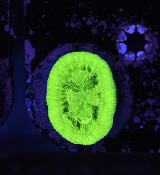 WYSIWYG Radioactive Trachyphyllia 2" (CRAZY BRIGHT!)