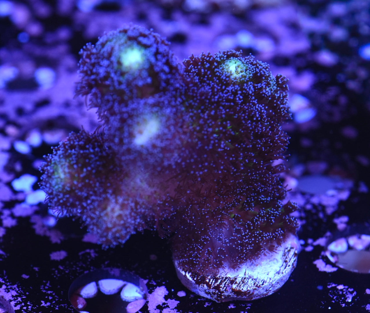 WYSIWYG Purple Stylophora 2.5"