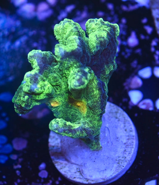WYSIWYG Space Invader Pectinia 2.5"