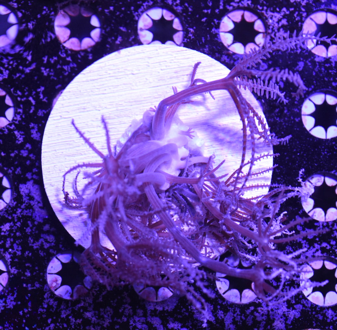 WYSIWYG Waving Hand Xenia Colony 5"