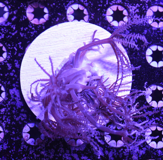 WYSIWYG Waving Hand Xenia Colony 3.5"