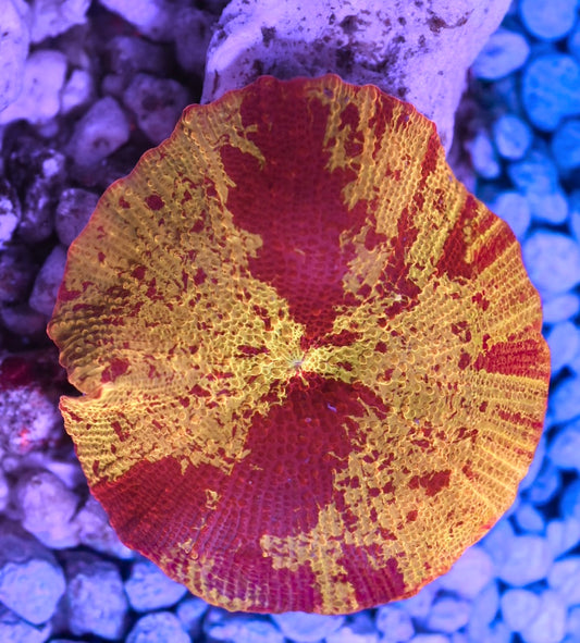 WYSIWYG Eclectus Jawbreaker Mushroom 1.5"