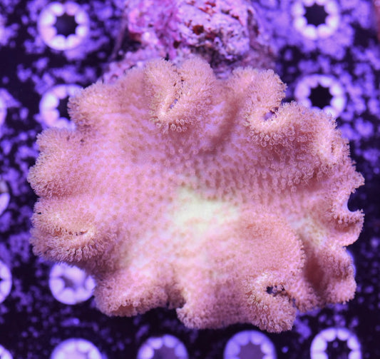 WYSIWYG XL Yellow Fiji Leather Colony 4"