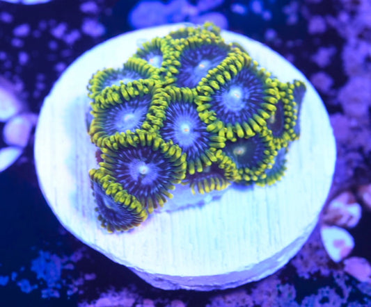 WYSIWYG Smurfette Zoanthids