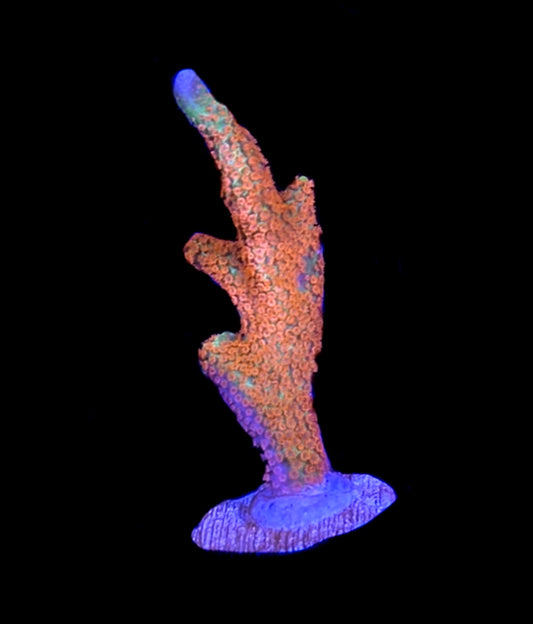 WYSIWYG Forest Fire Digitata XL Frag