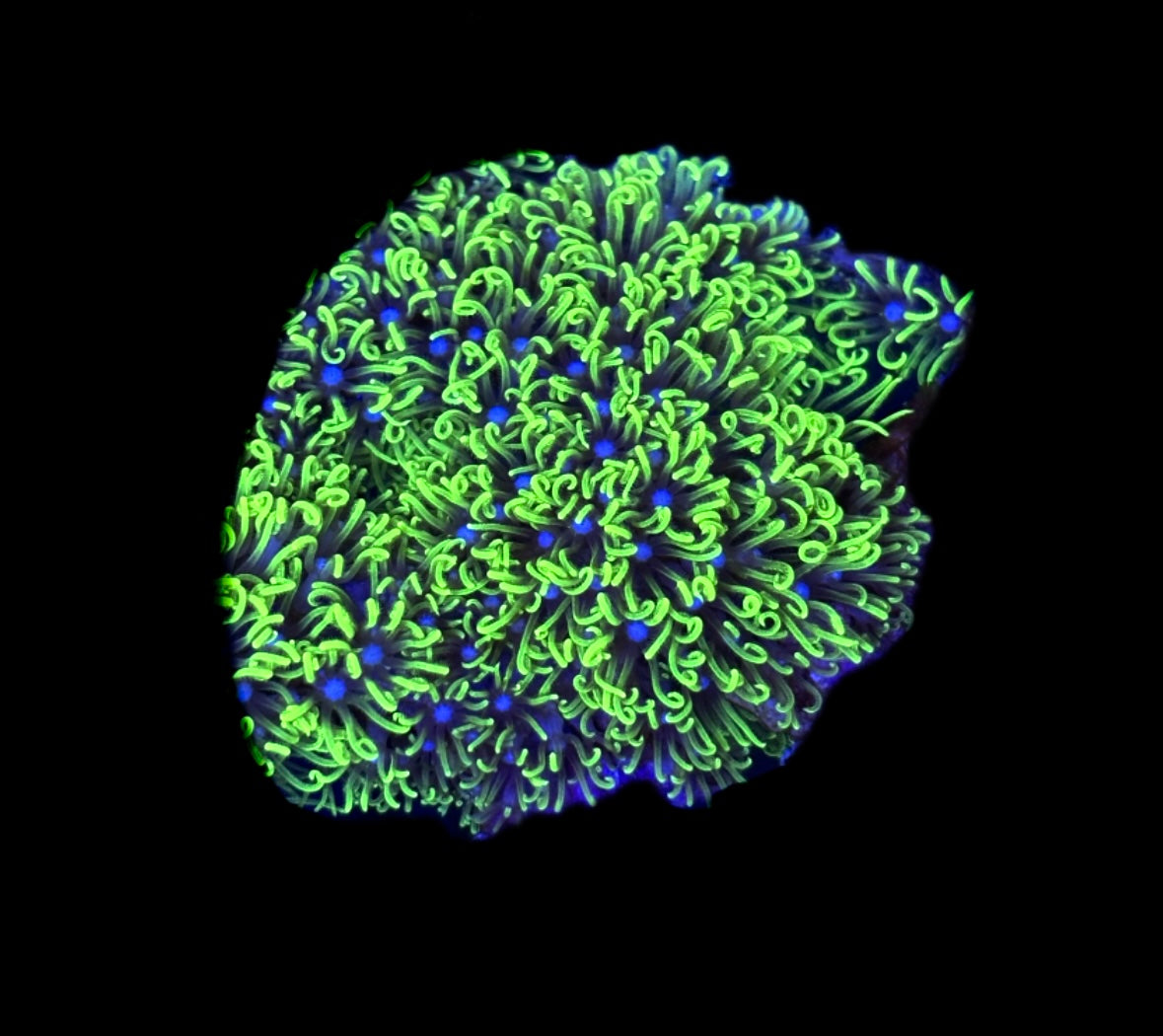 WYSIWYG Green Star Polyp Frag