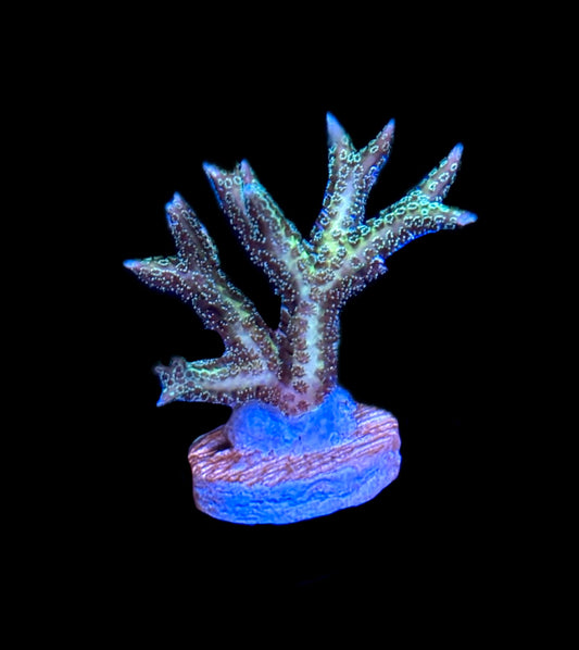 WYSIWYG ORA Green Birdsnest Coral