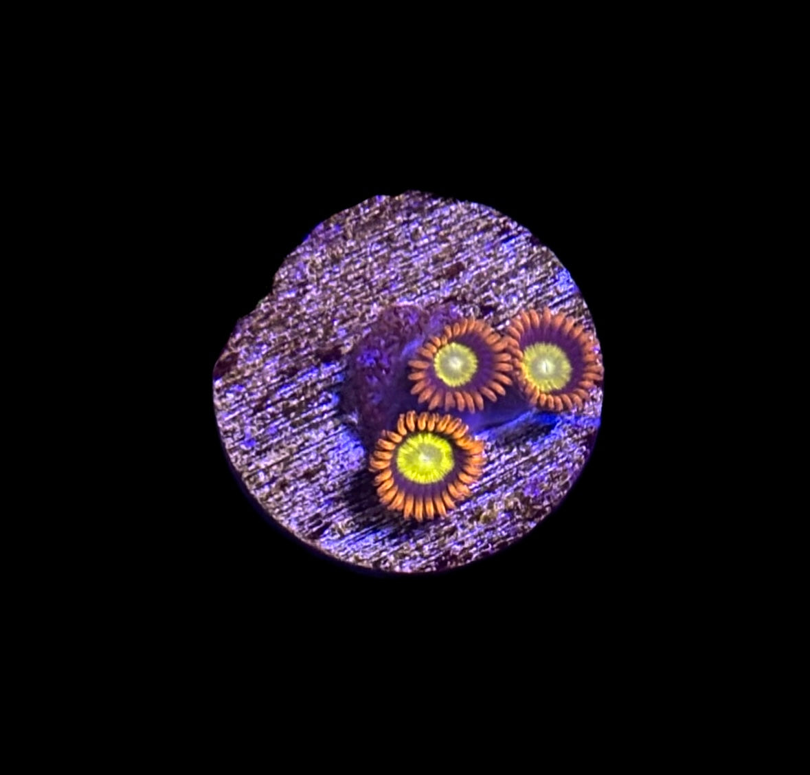 WYSIWYG Mandarin Zoanthid Coral Frag