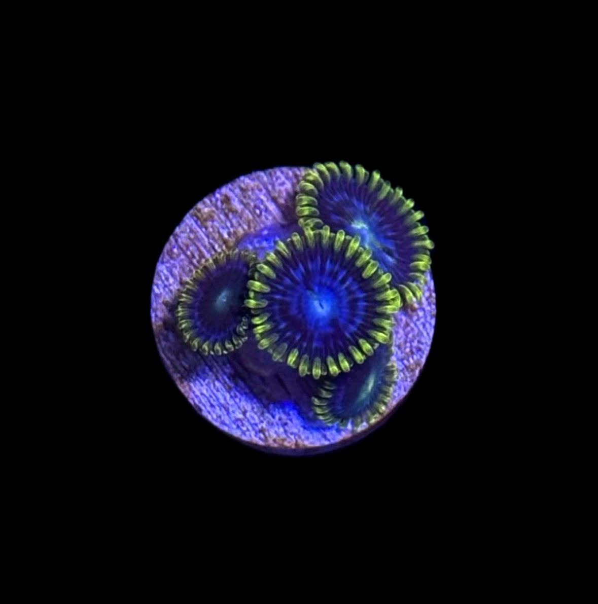 WYSIWYG Smurfette Zoanthid Coral Frag