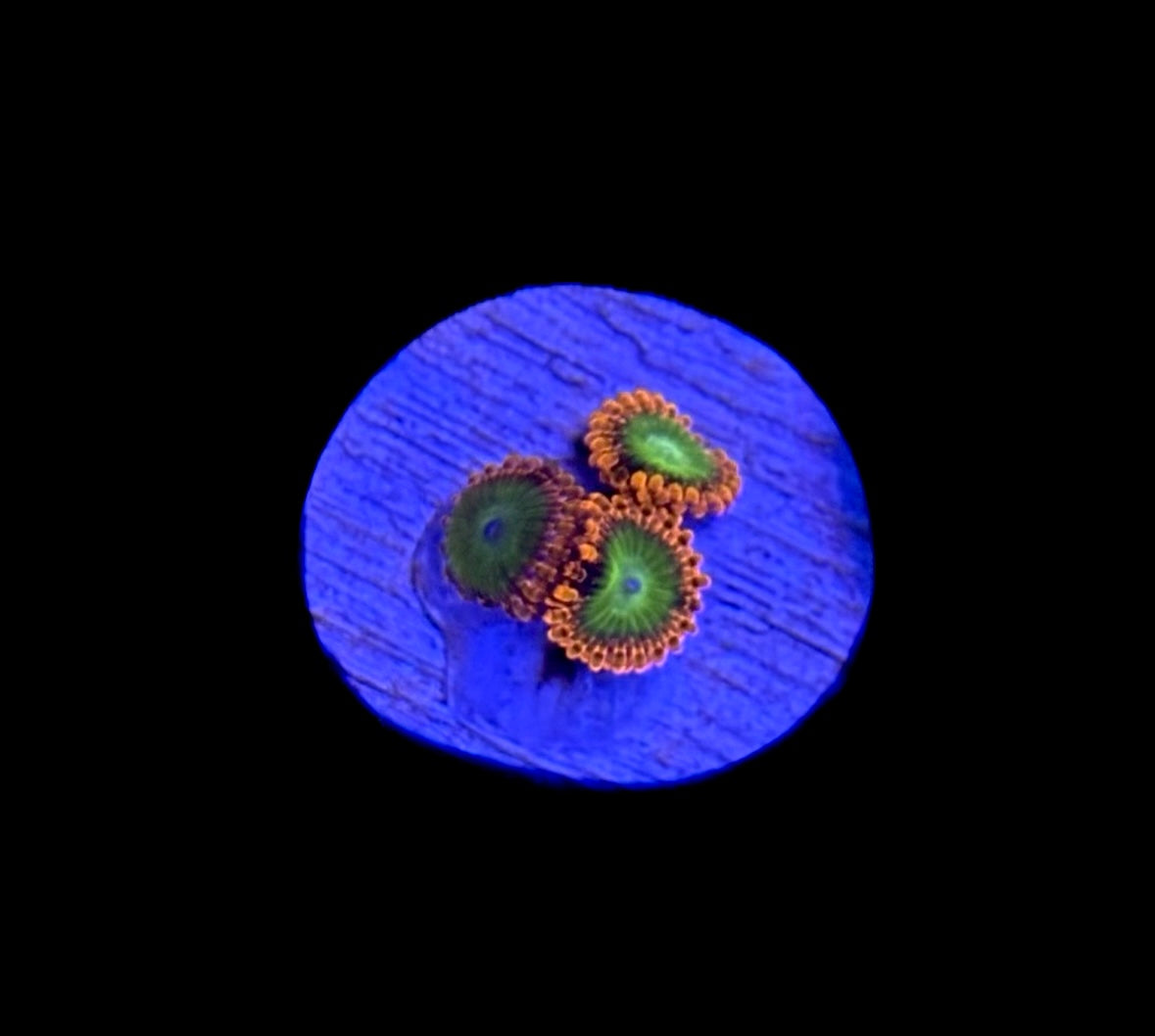 WYSIWYG Electric Oompa Loompa Zoanthid Coral Frag (BRIGHT!)