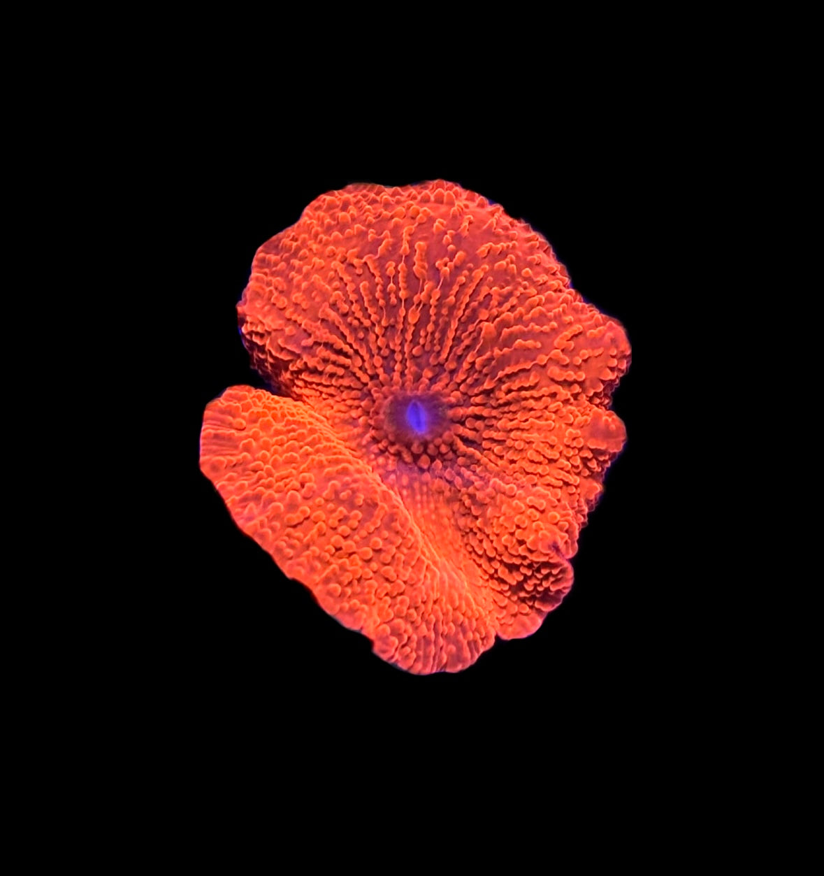 WYSIWYG Neon Orange Discosuma Mushroom Coral