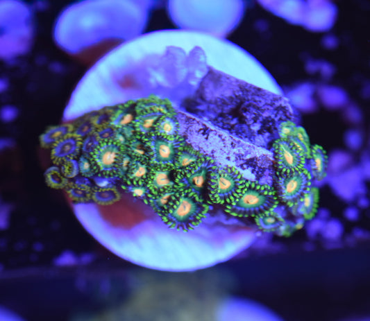 WYSIWYG Zoanthid Combo Frag