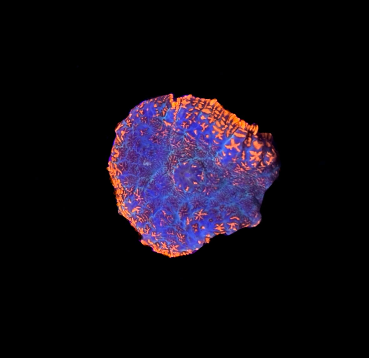 WYSIWYG Orange and Blue Rhodactis Mushroom Coral