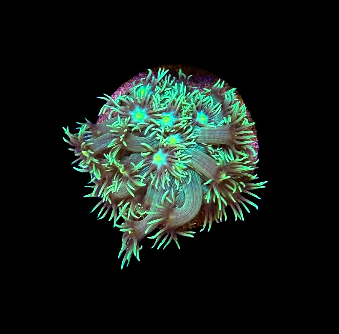 WYSIWYG Highlighter Goniopora Coral Frag