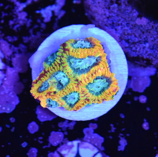 WYSIWYG Favia of the Gods 1.25" (WOW!)