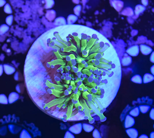 WYSIWYG Green and Purple Frogspawn 2"