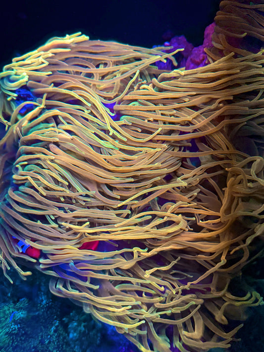 Show Size Colorado Sunburst Bubble Tip Anemones